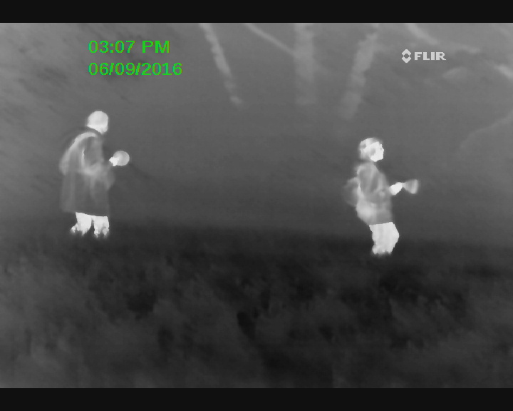 Night time torch survey for Hedgehogs