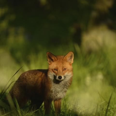 fox on hampstead heath
